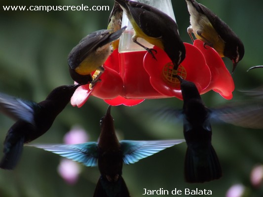 Jardin de Balata
